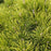 Pine, Enci Dwarf Mugo Pine