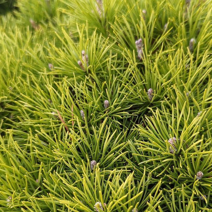 Pine, Enci Dwarf Mugo Pine