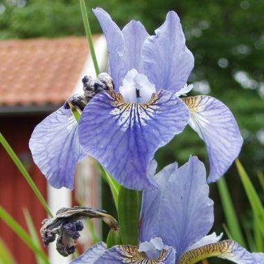 Iris, Cape Cod Boys Siberian Iris