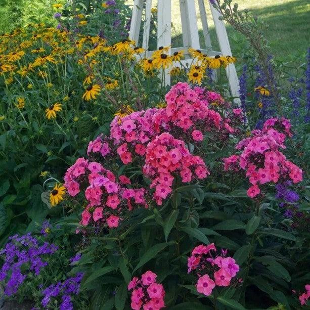 Phlox, First Editions® Coral Crème Drop™ Phlox