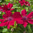 Clematis, Nubia™ Clematis