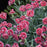 Dianthus, Fruit Punch® Black Cherry Frost Dianthus