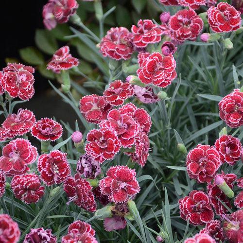 Dianthus, Fruit Punch® Black Cherry Frost Dianthus