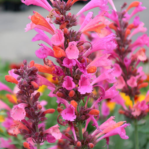 Hyssop,  Kudos™ Ambrosia Hummingbird Mint