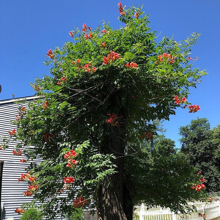 Trumpet Vine