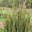 Grass, Prairie Winds® Blue Spear Switch Grass