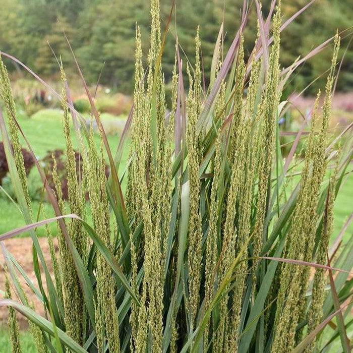 Grass, Prairie Winds® Blue Spear Switch Grass