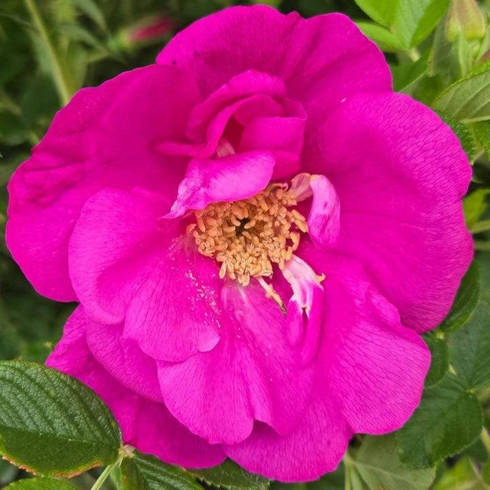 Rose, Lotty's Love Rose