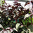 Snakeroot, Chocolate Snakeroot