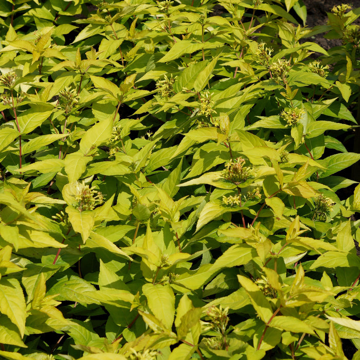 Honeysuckle, Honeybee Bush Honeysuckle