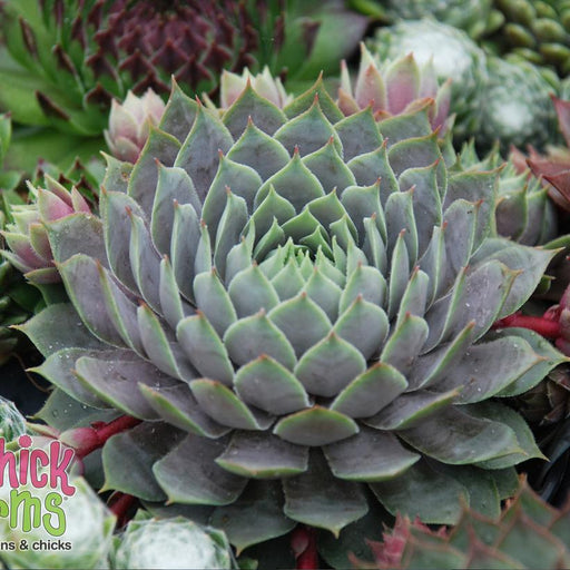 Sempervivum, Chick Charms® Berry Blues Hens and Chicks
