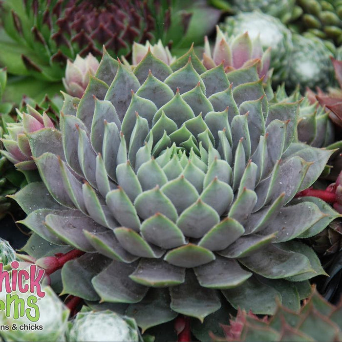 Sempervivum, Chick Charms® Berry Blues Hens and Chicks