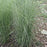 Grass, Morning Light Maiden Grass