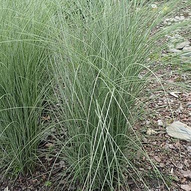 Grass, Morning Light Maiden Grass