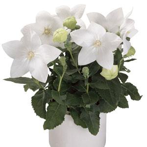 Balloon Flower, Astra White Balloon Flower
