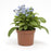 Myosotis sylvatica 'Mon Amie Blue'  - Mon Amie Blue Forget-Me-Not
