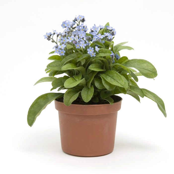 Myosotis sylvatica 'Mon Amie Blue'  - Mon Amie Blue Forget-Me-Not