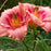 Daylily, Strawberry Candy Daylily