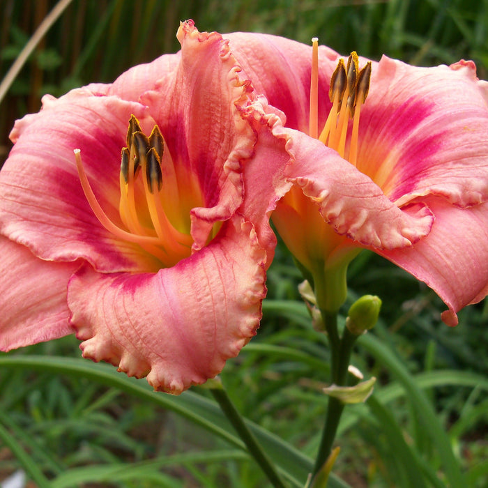 Daylily, Strawberry Candy Daylily