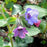 Lungwort, Raspberry Splash Lungwort