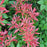 Andromeda, Katsura Pieris