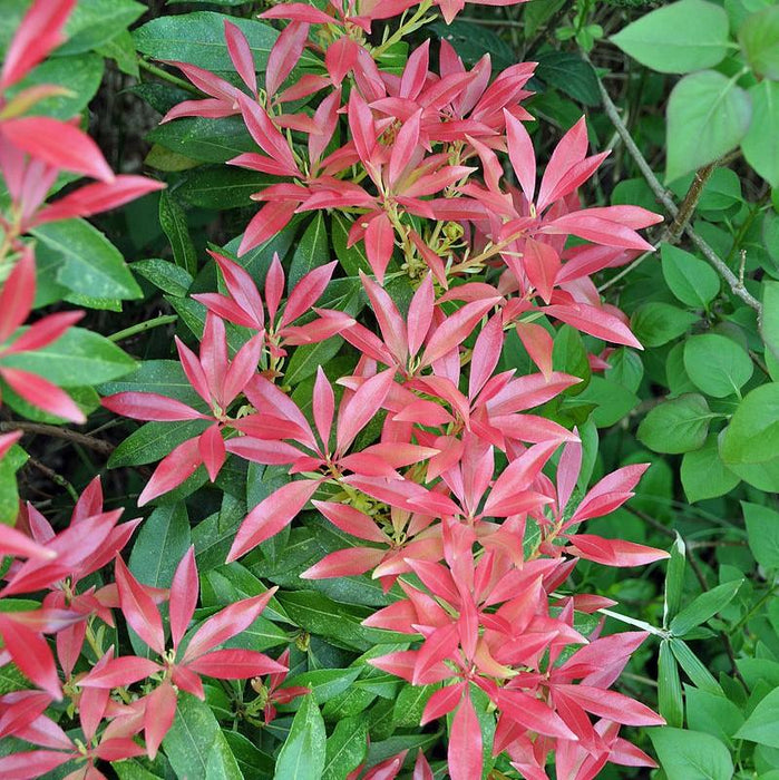 Andromeda, Katsura Pieris