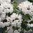 Rhododendron, Dandy Man Color Wheel Rhododendron