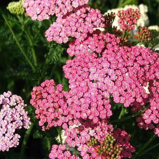 Yarrow, Pink Grapefruit Yarrow