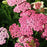 Yarrow, Pink Grapefruit Yarrow