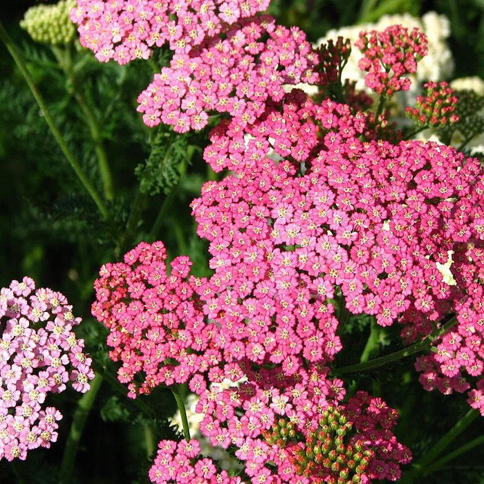 Yarrow, Pink Grapefruit Yarrow