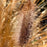 Grass, Cayenne™ Fountain Grass