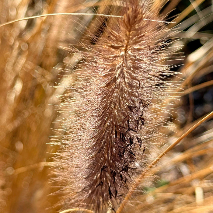 Grass, Cayenne™ Fountain Grass