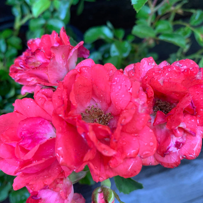 Rose, Coral Drift® Rose
