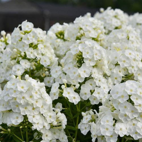 Phlox, Luminary® Backlight Phlox