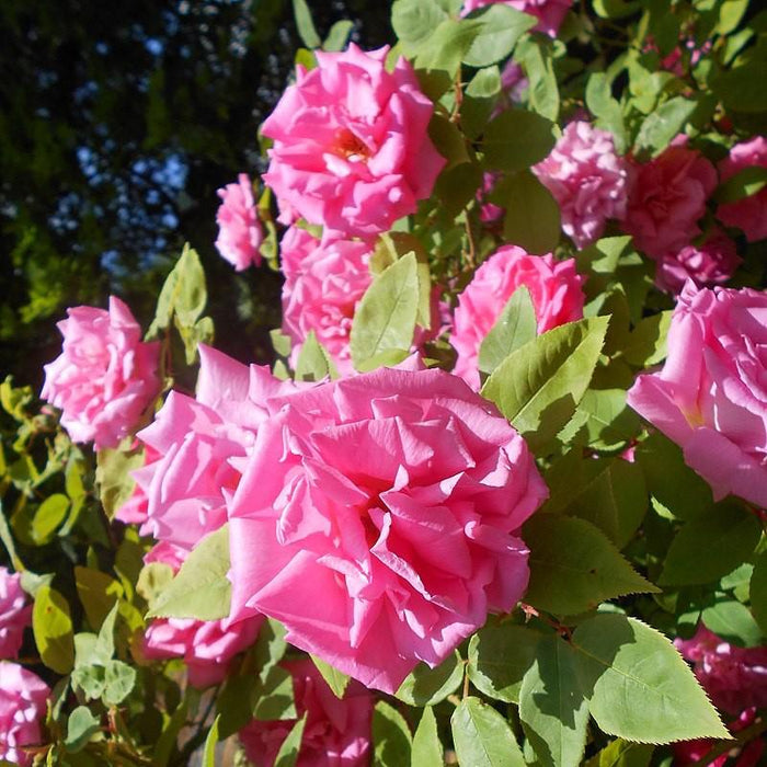 Rose, Zéphirine Drouhin Rose