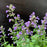Catmint, Cat's Pajamas Catmint