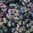 Sedum, Night Light Stonecrop