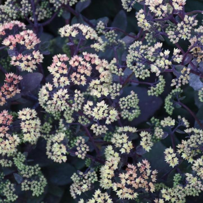 Sedum, Night Light Stonecrop