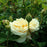 Rose, Teasing Georgia® Rose