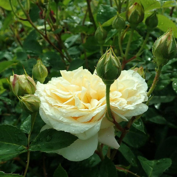 Rose, Teasing Georgia® Rose