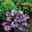 Coral Bells, Northern Exposure™ Purple Heuchera