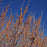 Witch Hazel, Vernal Witch Hazel