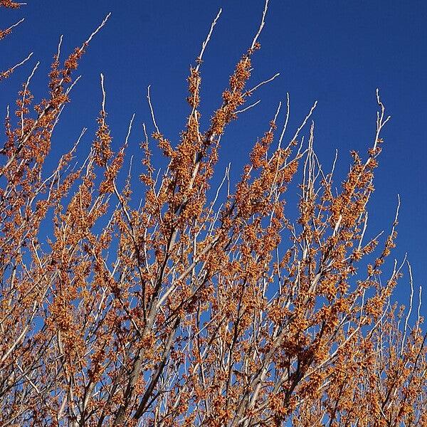 Witch Hazel, Vernal Witch Hazel