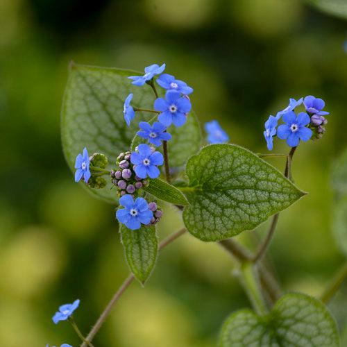 Bugloss, Queen of Hearts Heartleaf Brunnera