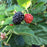 Blackberry, Bushel and Berry® Baby Cakes® Thornless Blackberry