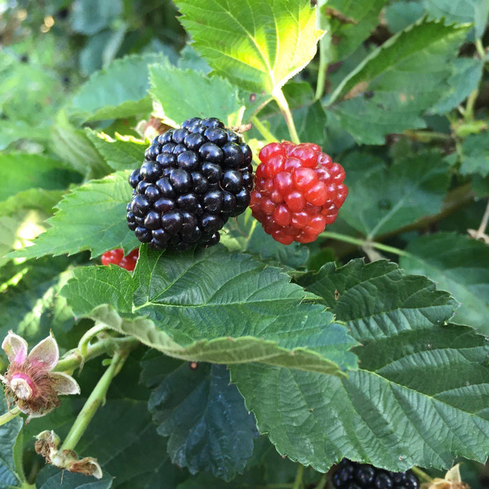 Blackberry, Bushel and Berry® Baby Cakes® Thornless Blackberry