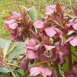 Hellebore, FrostKiss™ Penny's Pink® Lenten Rose