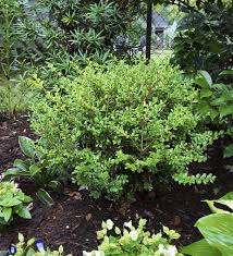 Boxwood, BetterBoxwood® Babylon Beauty™ Boxwood