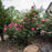 Rose, Pink Knock Out® Rose