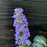 Bugle Weed, Black Scallop Bugle Weed